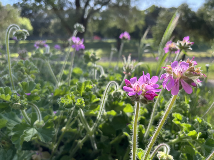 Pelargoniums along the Elsiesriver Canal